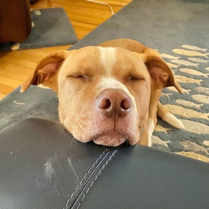 Bruno 3