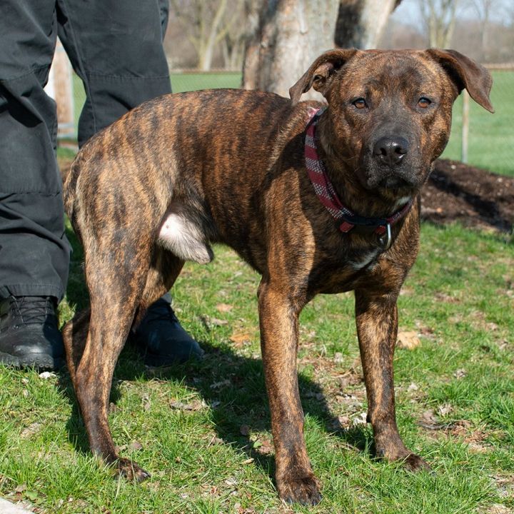 Jim, an adoptable Boxer & Labrador Retriever Mix in Troy, OH_image-4