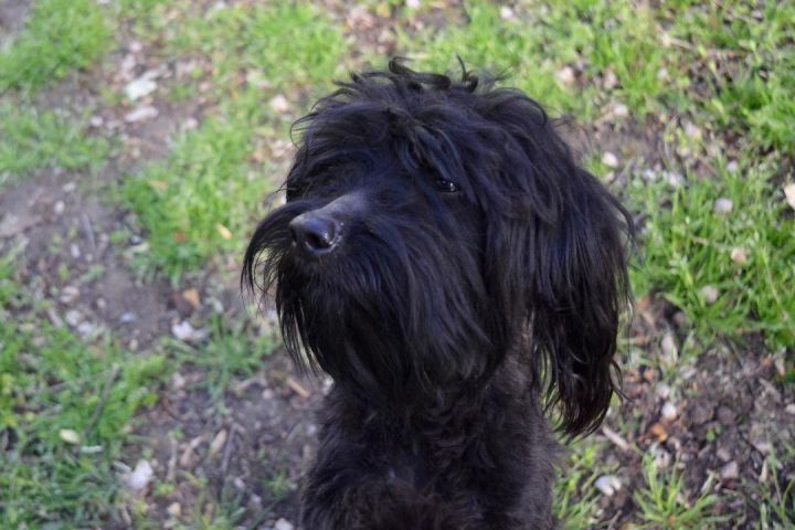 Dawson, an adoptable Miniature Poodle Mix in Sandston, VA_image-1