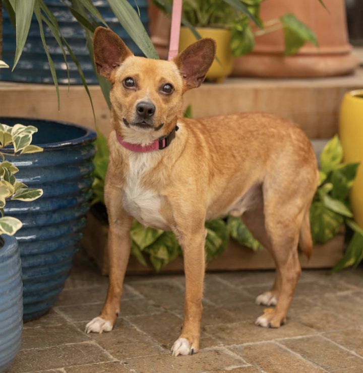 Hawkeye, an adoptable Chihuahua & Terrier Mix in Crystal, MN_image-1