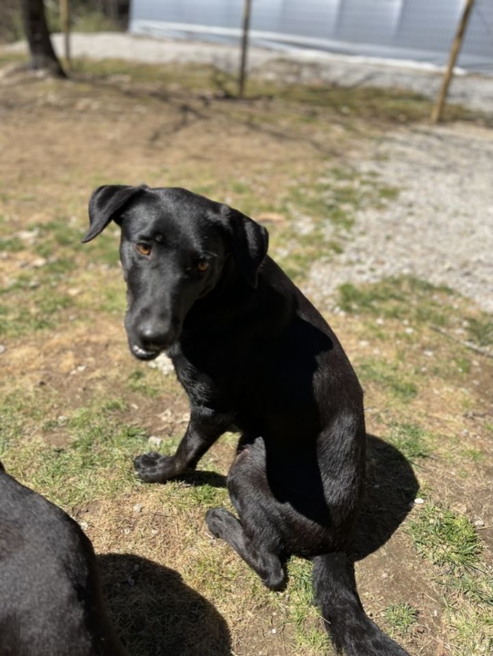 Maizey 2