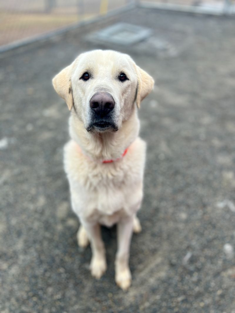 Groot, an adoptable Great Pyrenees, Mixed Breed in Roanoke, VA, 24016 | Photo Image 1