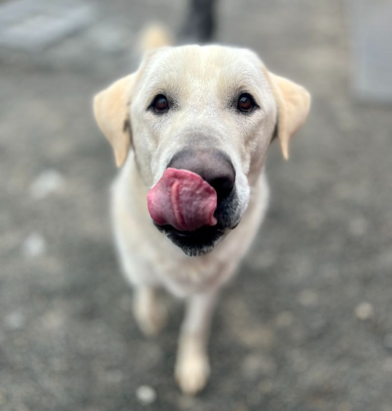 Groot, an adoptable Great Pyrenees, Mixed Breed in Roanoke, VA, 24016 | Photo Image 2