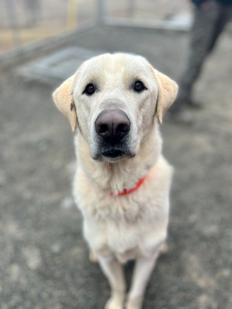 Groot, an adoptable Great Pyrenees, Mixed Breed in Roanoke, VA, 24016 | Photo Image 3