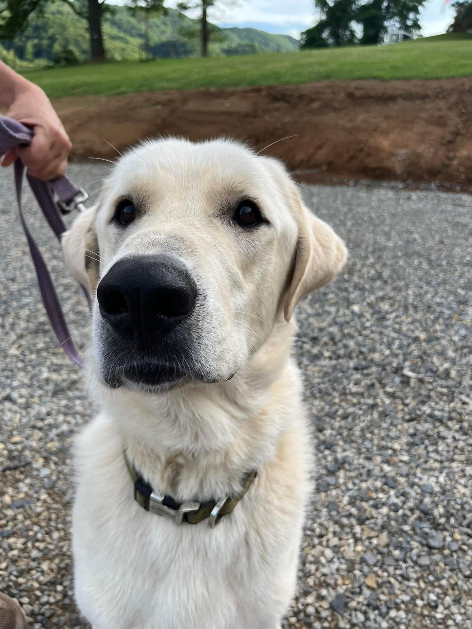 Groot, an adoptable Great Pyrenees, Mixed Breed in Roanoke, VA, 24016 | Photo Image 4