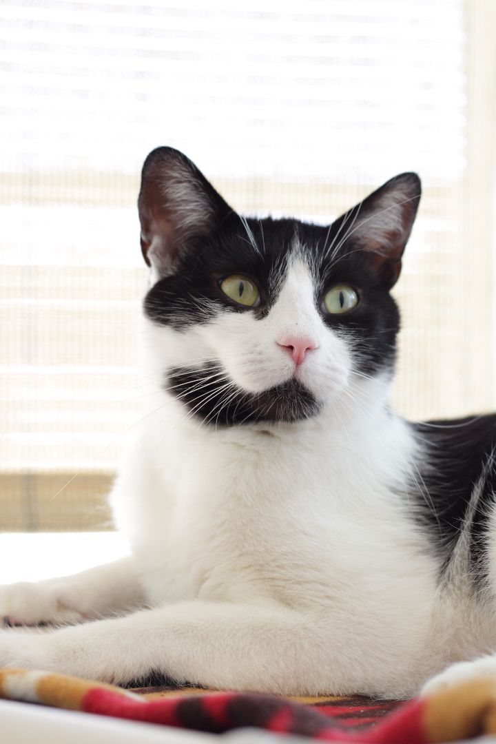 Bagel , an adoptable Domestic Short Hair in Los Angeles, CA_image-1