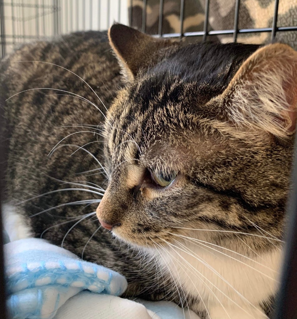 Yeti, an adoptable Domestic Short Hair in Fond Du Lac, WI, 54935 | Photo Image 2