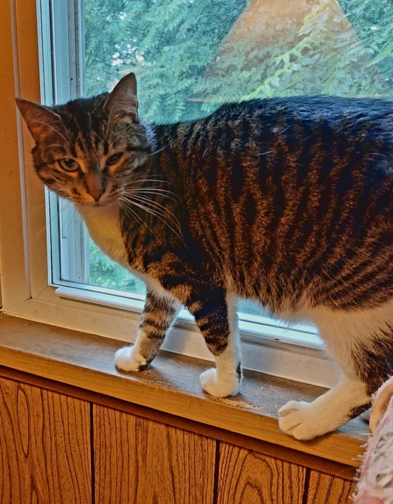 Yeti, an adoptable Domestic Short Hair in Fond Du Lac, WI, 54935 | Photo Image 4