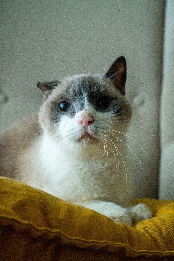 Indio , an adoptable Domestic Short Hair & Siamese Mix in Los Angeles, CA_image-3