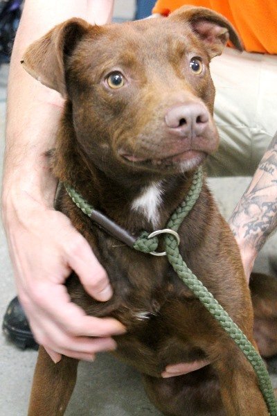 Vinny, an adoptable Chocolate Labrador Retriever Mix in Carrollton, GA_image-2