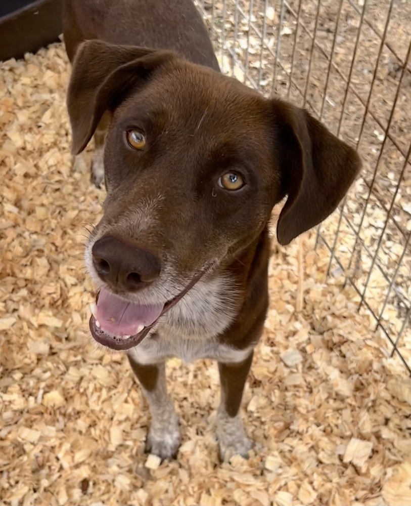 Charlie, an adoptable Pointer in Troy, AL, 36081 | Photo Image 2