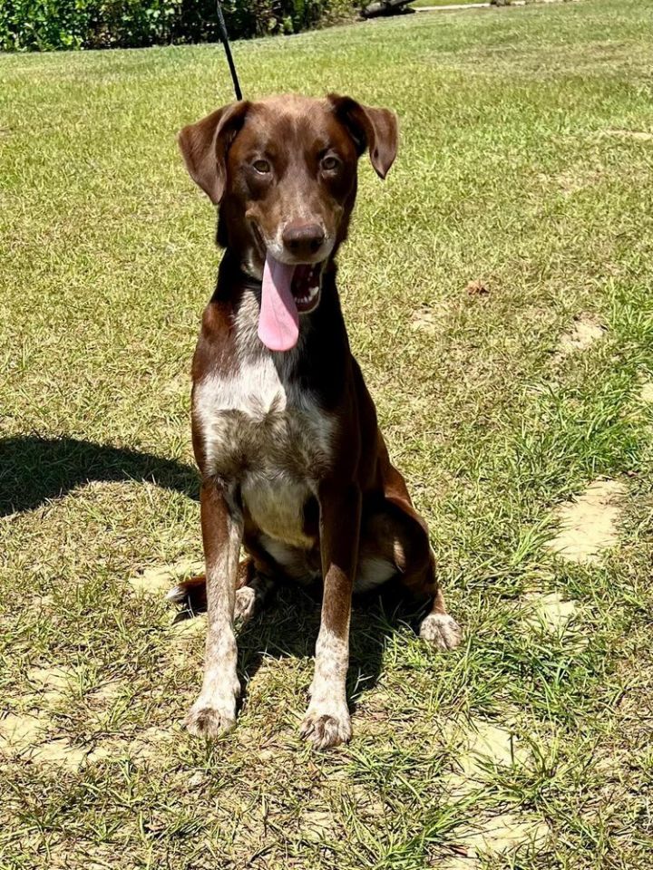 Charlie, an adoptable Pointer in Troy, AL_image-2