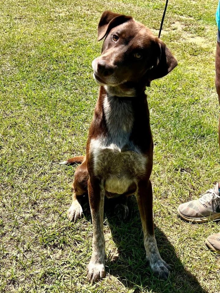 Charlie, an adoptable Pointer in Troy, AL_image-4