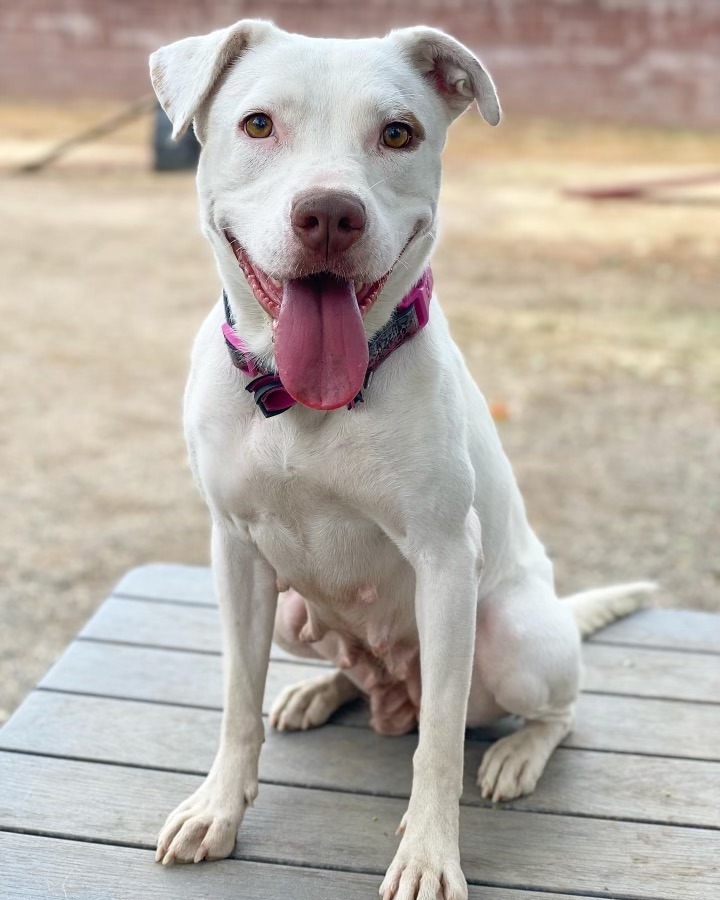 Blanca, an adoptable Pit Bull Terrier in Chico, CA, 95928 | Photo Image 1