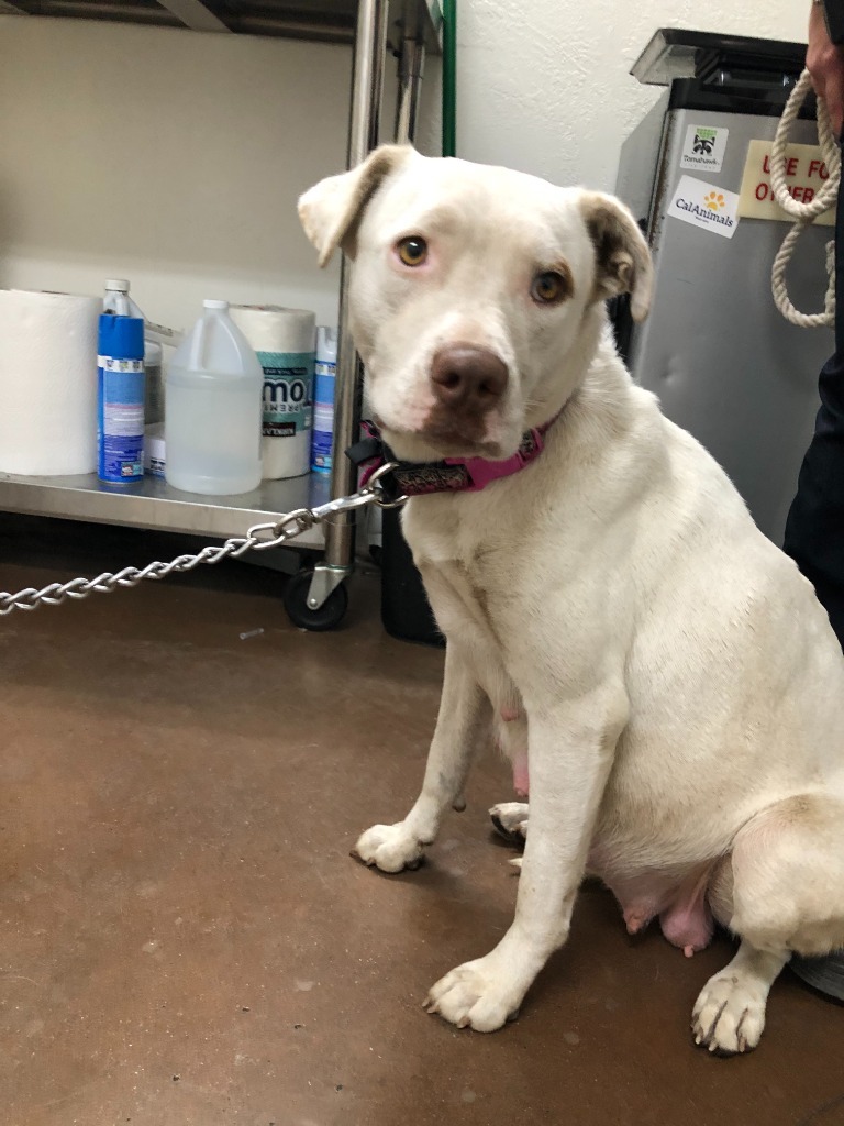 Blanca, an adoptable Pit Bull Terrier in Chico, CA, 95928 | Photo Image 2