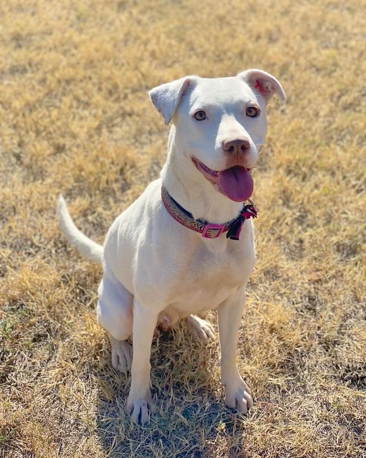 Blanca, an adoptable Pit Bull Terrier in Chico, CA, 95928 | Photo Image 3