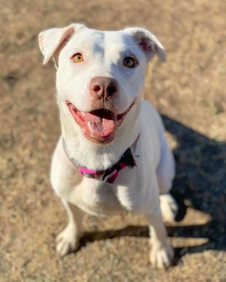 Blanca, an adoptable Pit Bull Terrier in Chico, CA, 95928 | Photo Image 4
