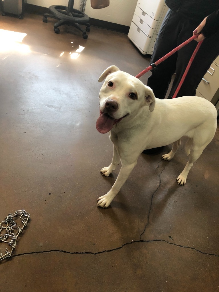 Blanca, an adoptable Pit Bull Terrier in Chico, CA, 95928 | Photo Image 5