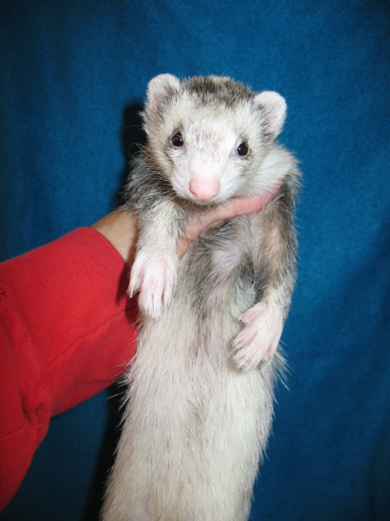 Ferret for adoption Meg, a Ferret in Lyons, IL Petfinder