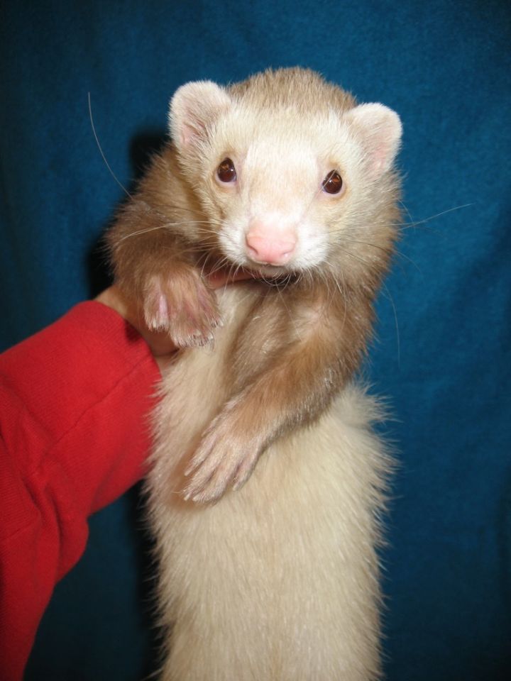 Ferret for adoption Peter, a Ferret in Lyons, IL Petfinder