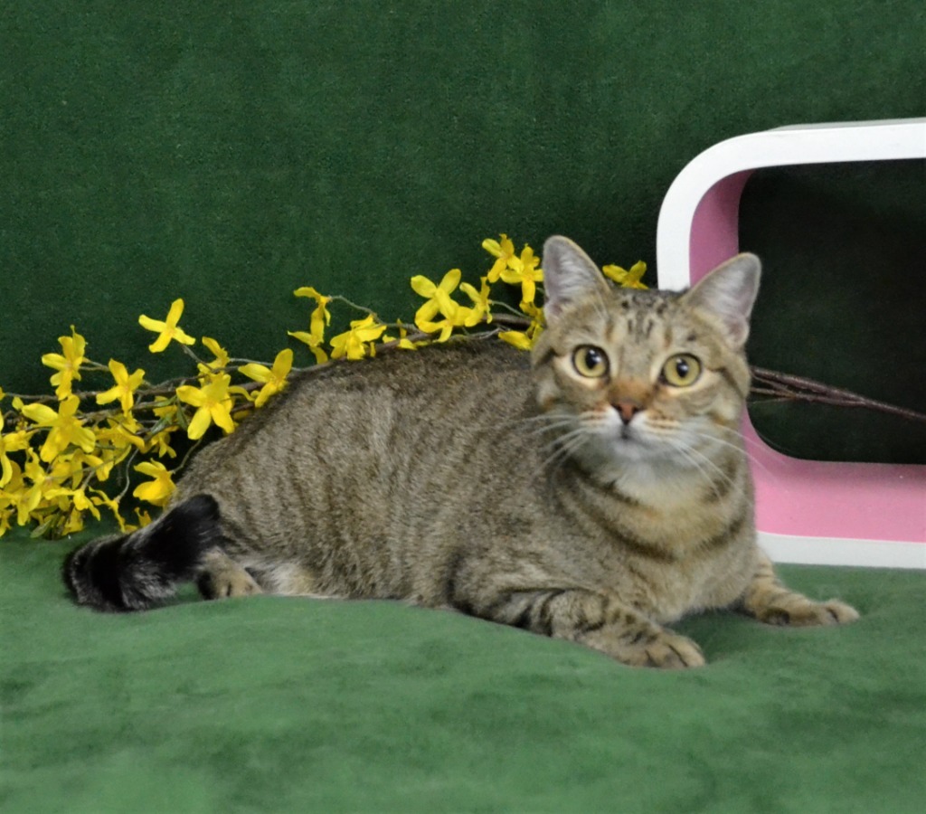 Ellie, an adoptable Domestic Short Hair in Roanoke, TX, 76262 | Photo Image 1