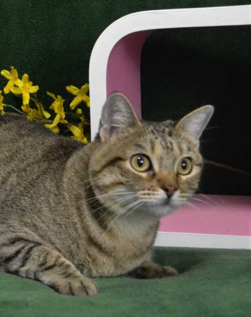 Ellie, an adoptable Domestic Short Hair in Roanoke, TX, 76262 | Photo Image 2