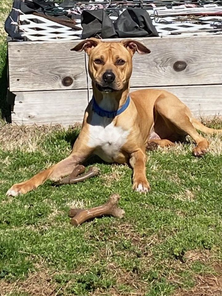 Rhodesian ridgeback mixed on sale with boxer