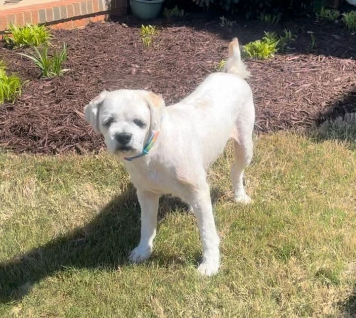 Labrador shih tzu cross hot sale breed