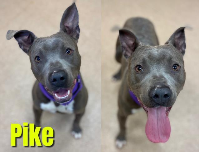 PIKE, an adoptable Pit Bull Terrier in Saginaw, MI, 48602 | Photo Image 1