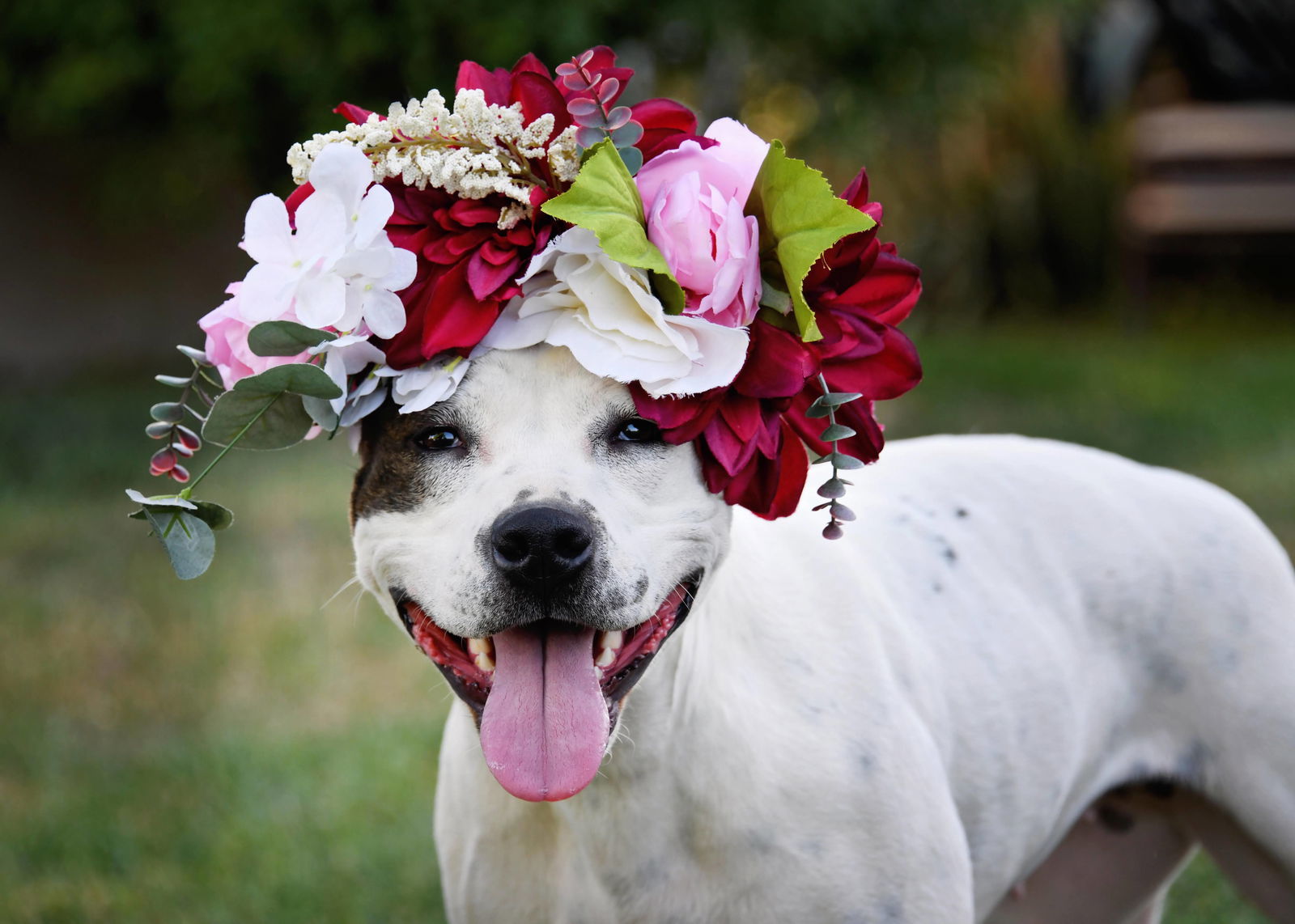 Luna Lovebug, an adoptable Pit Bull Terrier in Salt Lake City, UT, 84171 | Photo Image 1