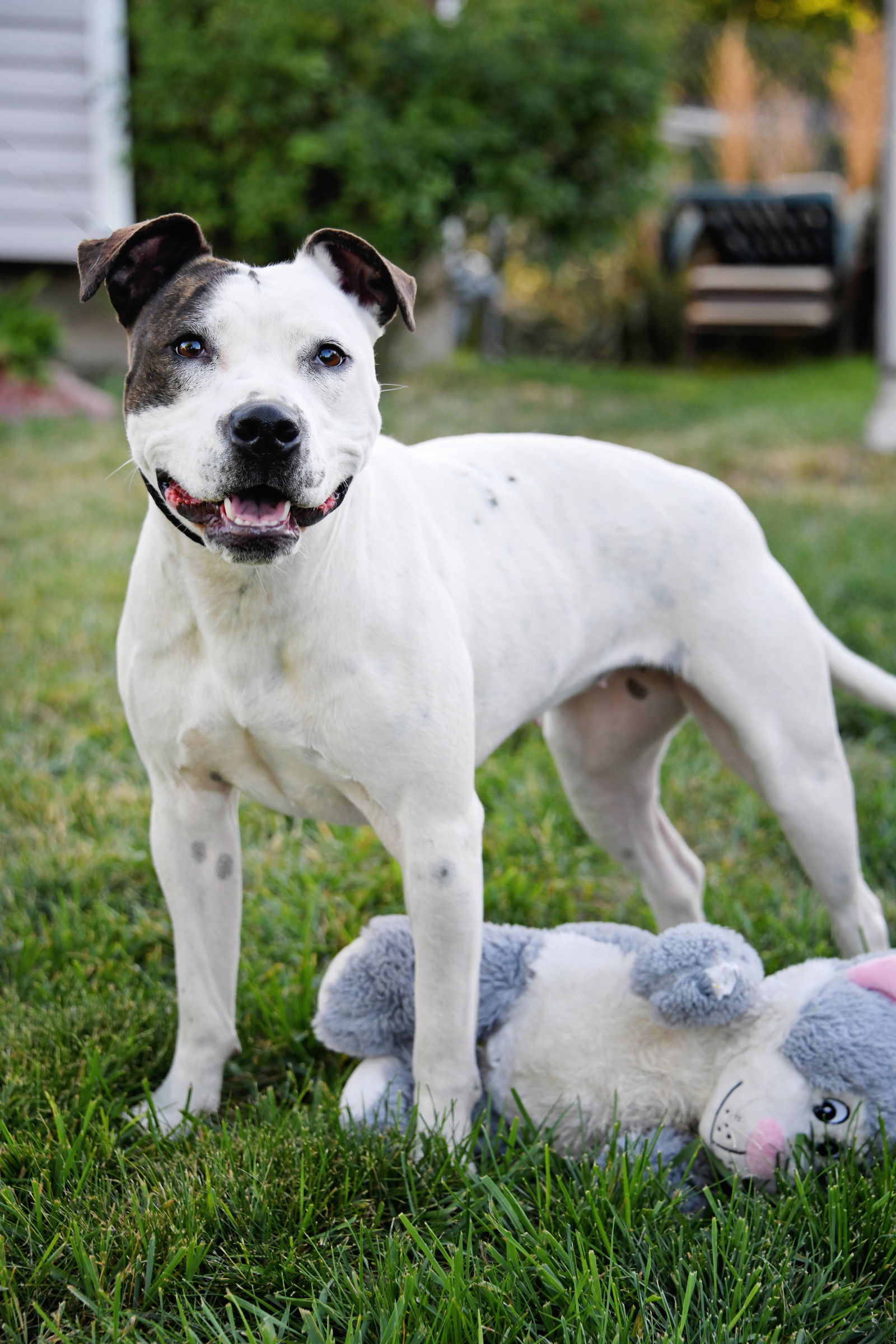 Luna Lovebug, an adoptable Pit Bull Terrier in Salt Lake City, UT, 84171 | Photo Image 2