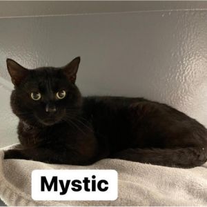Mystic Domestic Short Hair Cat