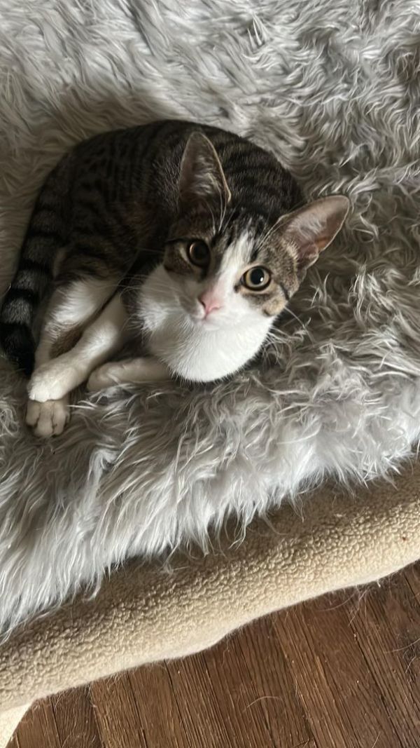 Peanut