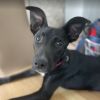 Paisley (Black Lab)