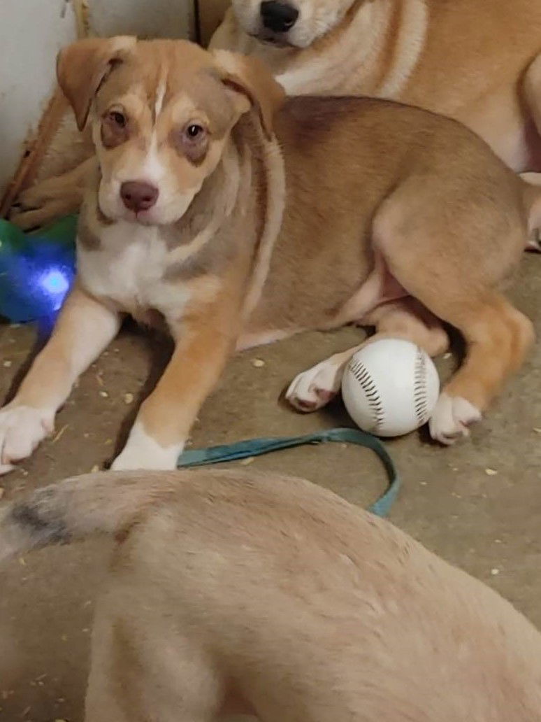 Mason, an adoptable Husky in Poland, IN, 47868 | Photo Image 2