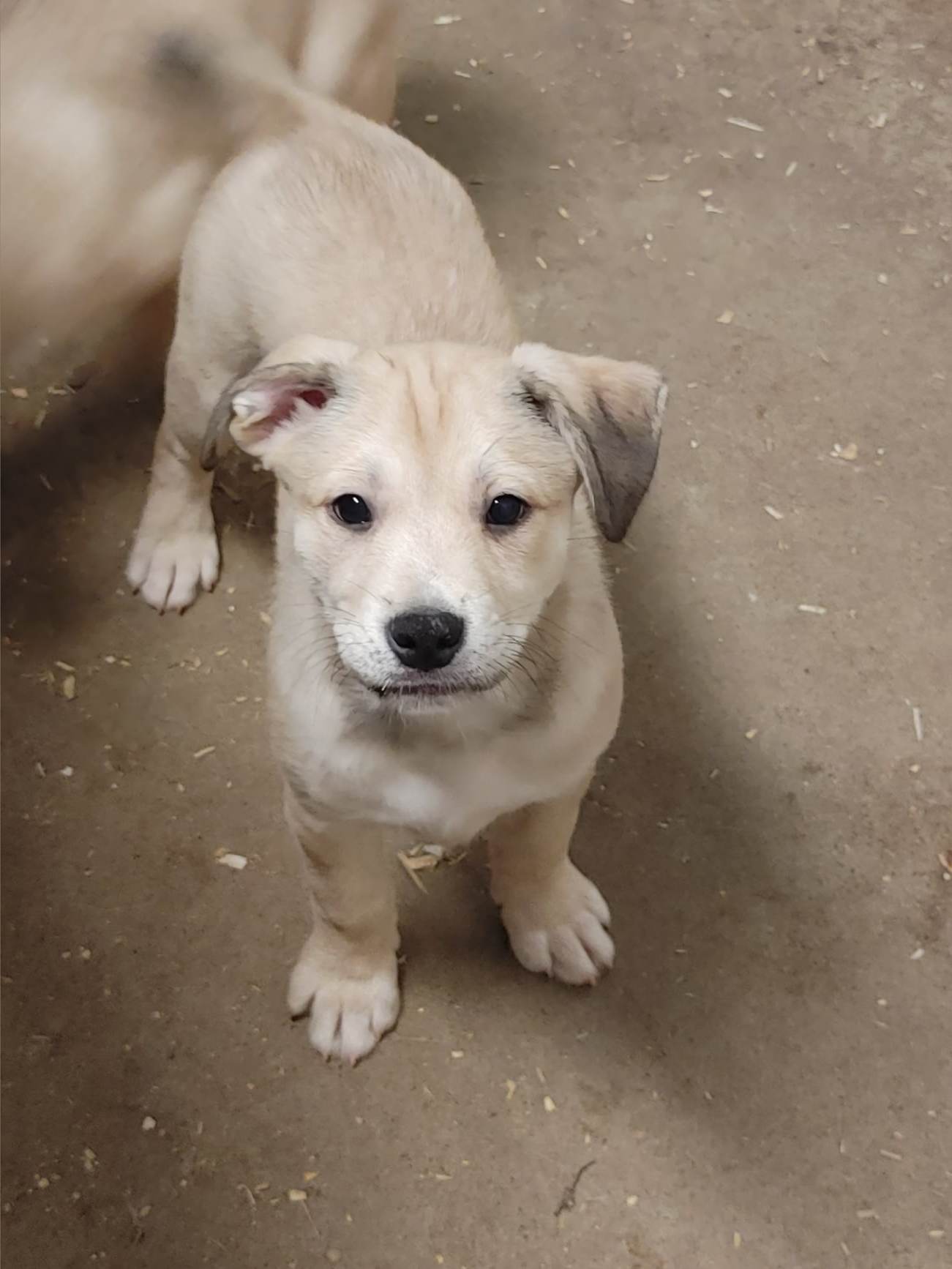 Skylar, an adoptable Husky in Poland, IN, 47868 | Photo Image 2