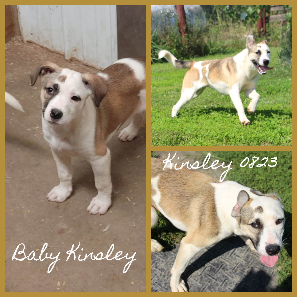 Kinsley, an adoptable Husky in Poland, IN, 47868 | Photo Image 1