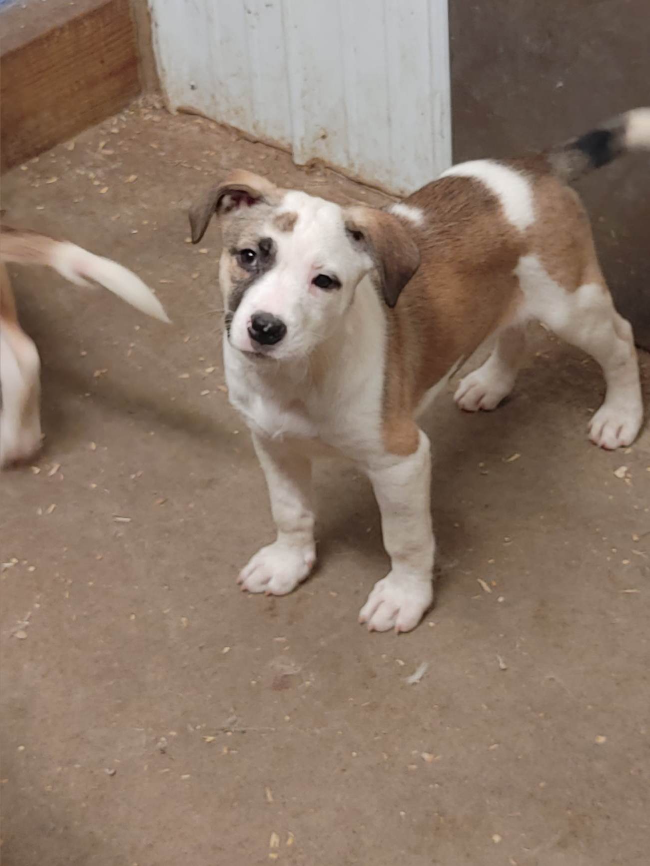 Kinsley, an adoptable Husky in Poland, IN, 47868 | Photo Image 2