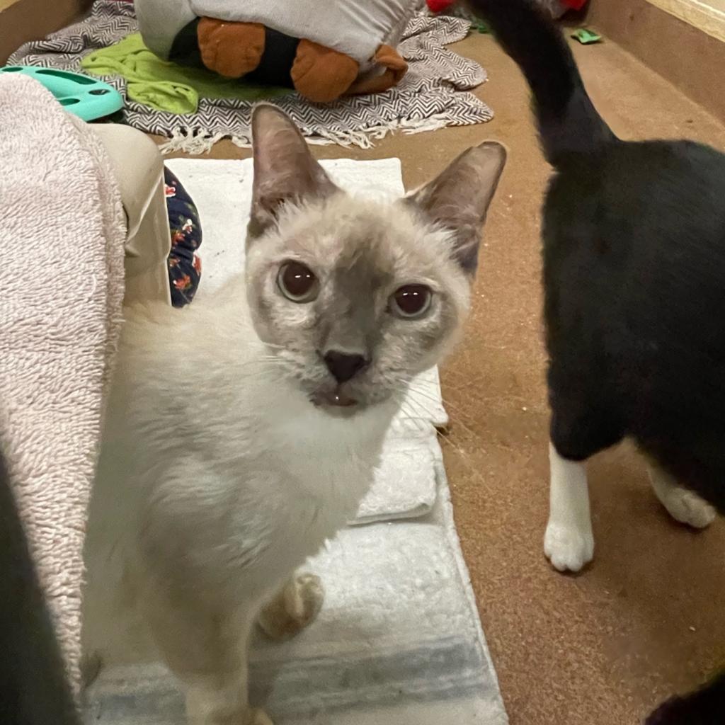 Alfreda, an adoptable Siamese in Los Angeles, CA, 90016 | Photo Image 1