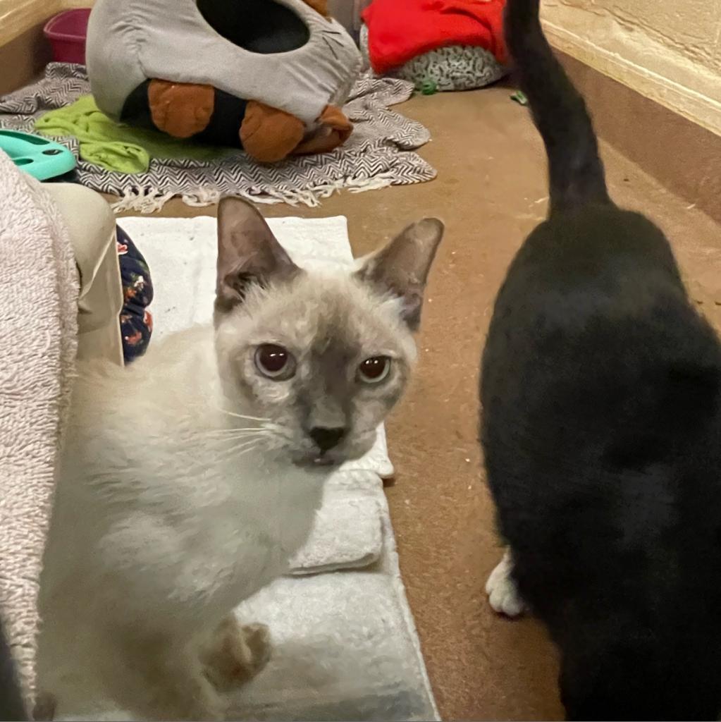 Alfreda, an adoptable Siamese in Los Angeles, CA, 90016 | Photo Image 2