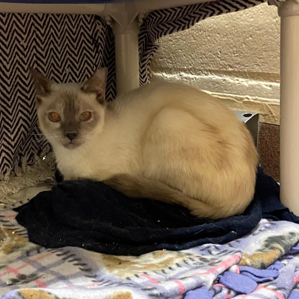 Alfreda, an adoptable Siamese in Los Angeles, CA, 90016 | Photo Image 3