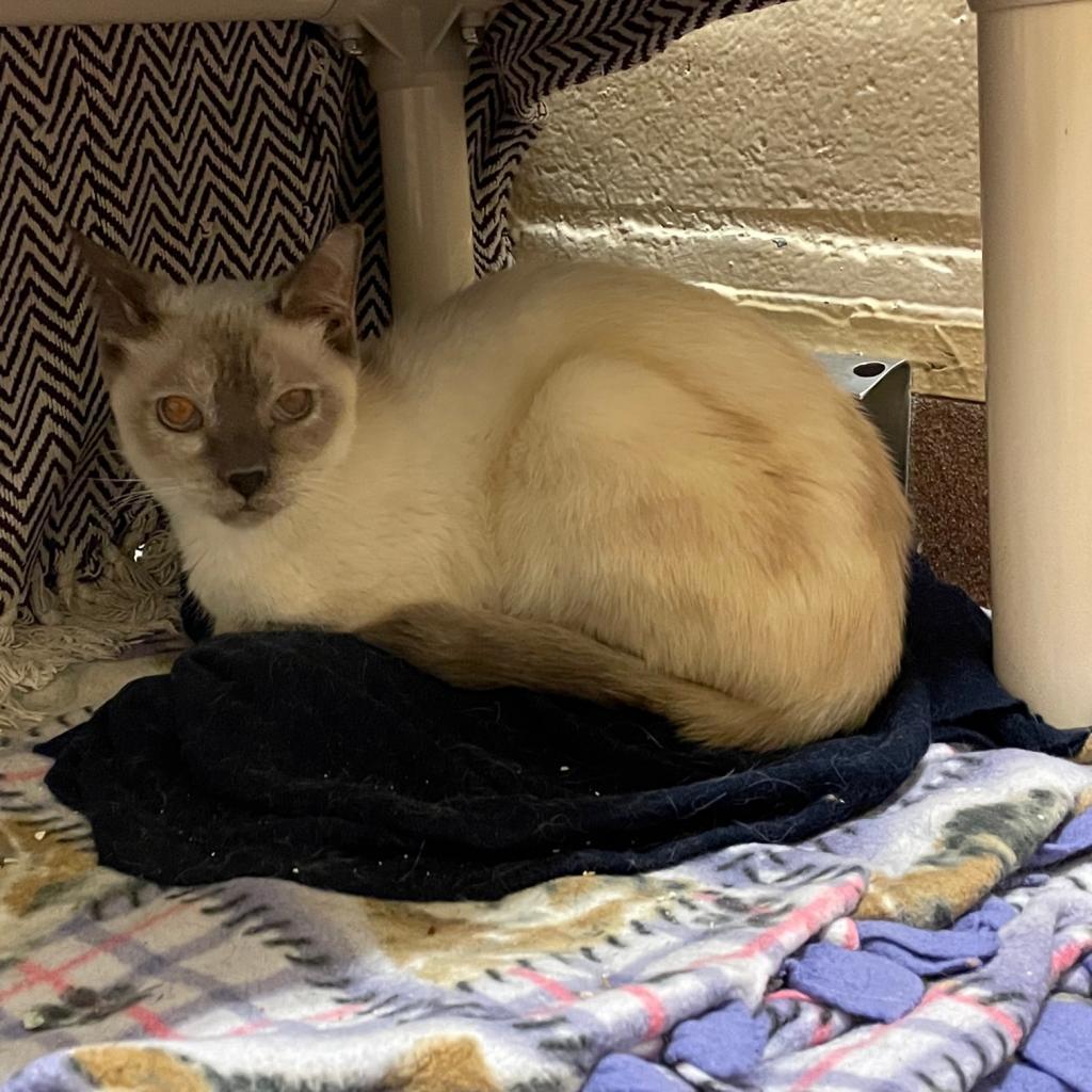 Alfreda, an adoptable Siamese in Los Angeles, CA, 90016 | Photo Image 4