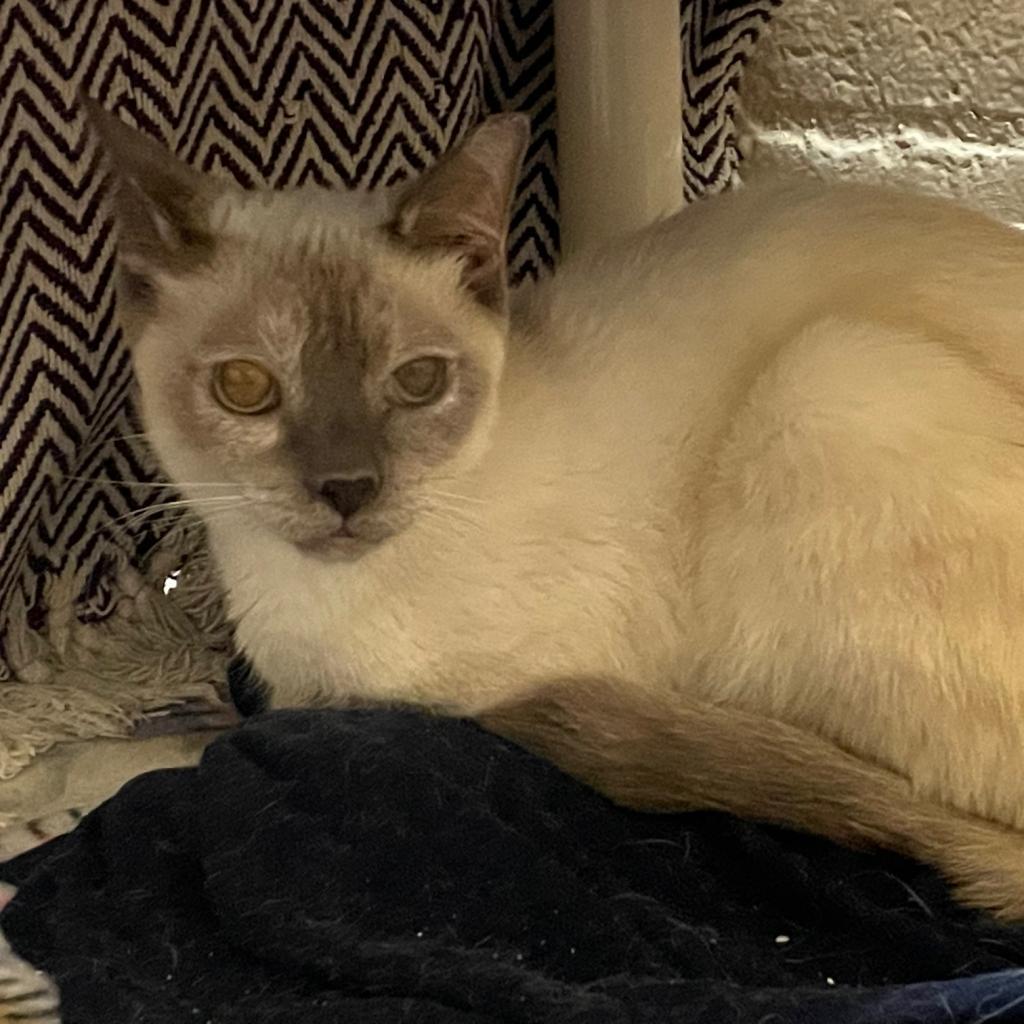 Alfreda, an adoptable Siamese in Los Angeles, CA, 90016 | Photo Image 5
