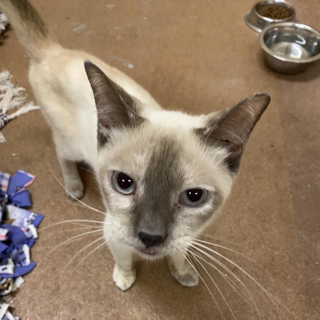 Alfreda, an adoptable Siamese in Los Angeles, CA, 90016 | Photo Image 6