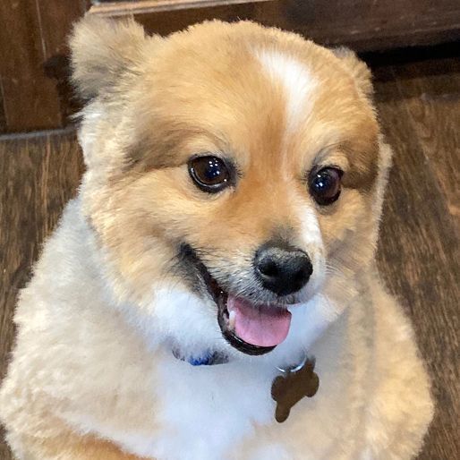 Obie, an adopted Pomeranian in Oklahoma City, OK_image-4