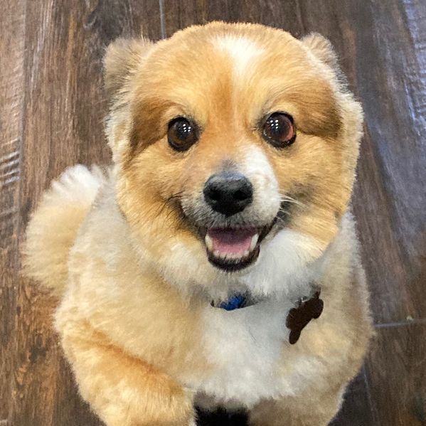 Obie, an adopted Pomeranian in Oklahoma City, OK_image-5
