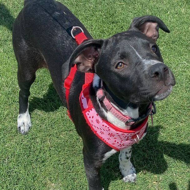 Josie, an adoptable Boxer & Pit Bull Terrier Mix in Oklahoma City, OK_image-2