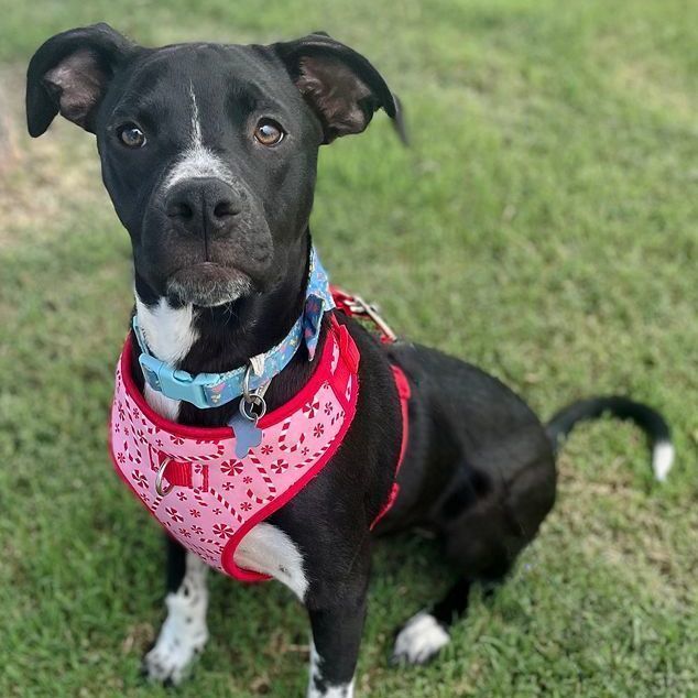 Josie, an adoptable Pit Bull Terrier Mix in Oklahoma City, OK_image-3
