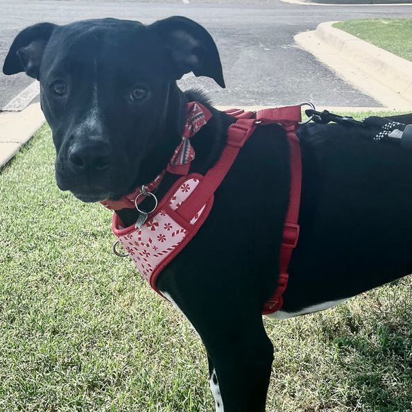 Josie, an adoptable Pit Bull Terrier Mix in Oklahoma City, OK_image-4