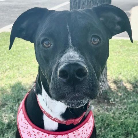 Josie, an adoptable Boxer & Pit Bull Terrier Mix in Oklahoma City, OK_image-1